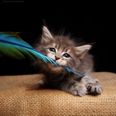 Reinrassige Maine Coon Kitten