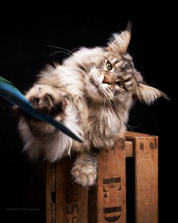 Reinrassige Maine Coon Kitten