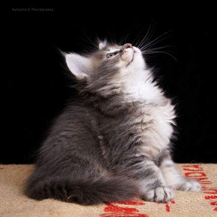 Reinrassige Maine Coon Kitten