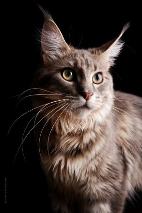 Reinrassige Maine Coon Kitten