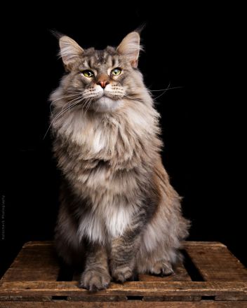 Reinrassige Maine Coon Kitten