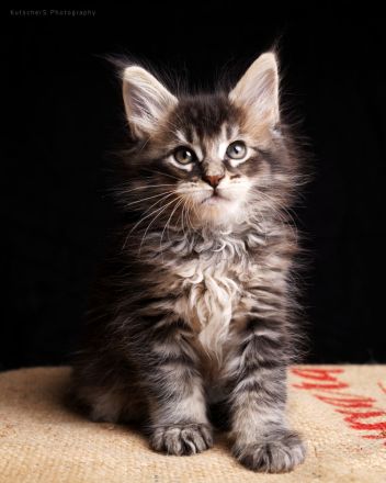 Reinrassige Maine Coon Kitten