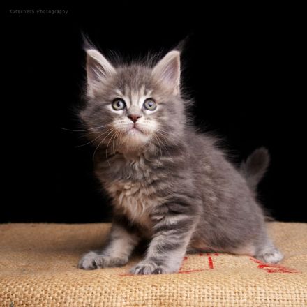 Reinrassige Maine Coon Kitten