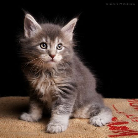 Reinrassige Maine Coon Kitten