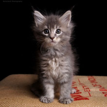 Reinrassige Maine Coon Kitten