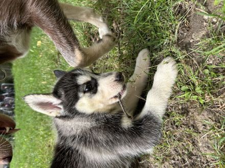 Gesunde Husky Welpen