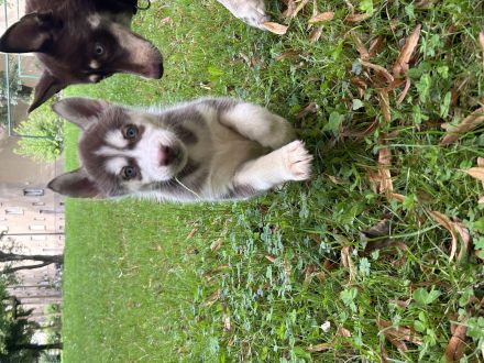 Gesunde Husky Welpen