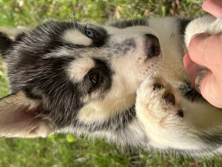 Gesunde Husky Welpen