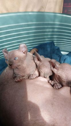 Sphynx Kitten