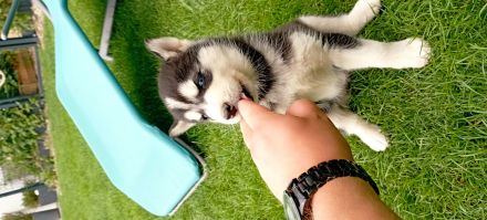 Husky Welpen
