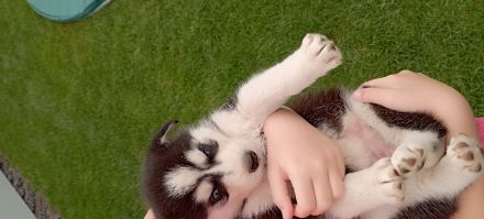 Husky Welpen