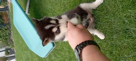 Husky Welpen