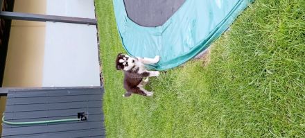 Husky Welpen