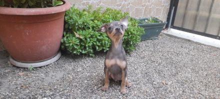 Zwerg pinscher