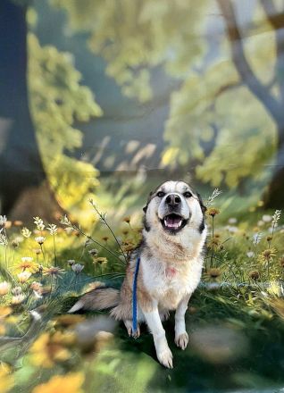 Charly (2), freundlich und neugierig