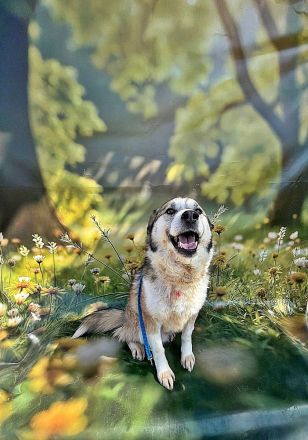 Charly (2), freundlich und neugierig