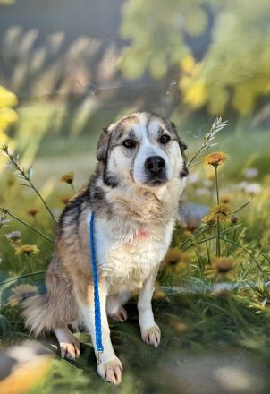 Charly (2), freundlich und neugierig