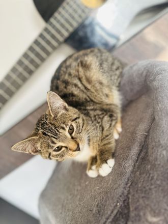 Babykatzen suchen dringend ein zuhause