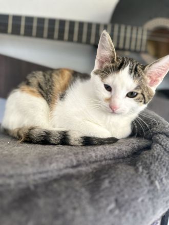 Babykatzen suchen dringend ein zuhause