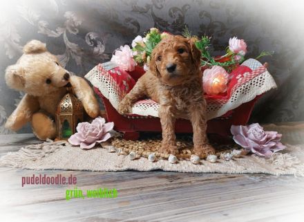 Zuckersüße Goldendoodlewelpen suchen liebevolles Zuhause!