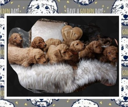 Zuckersüße Goldendoodlewelpen suchen liebevolles Zuhause!