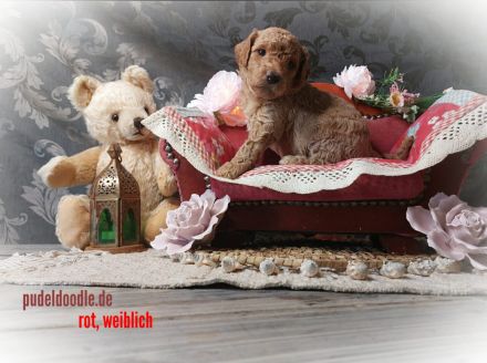 Zuckersüße Goldendoodlewelpen suchen liebevolles Zuhause!