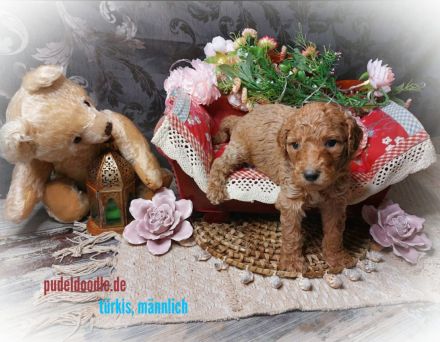 Zuckersüße Goldendoodlewelpen suchen liebevolles Zuhause!