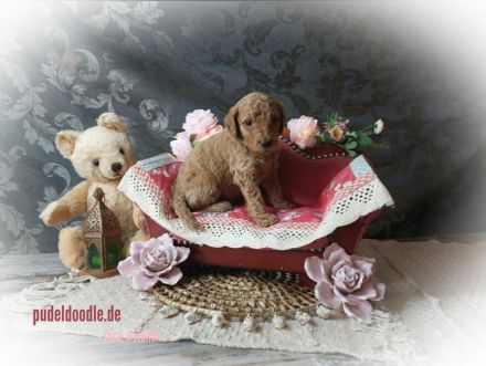 Zuckersüße Goldendoodlewelpen suchen liebevolles Zuhause!