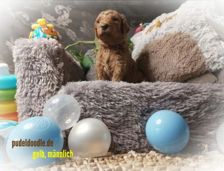 Zuckersüße Goldendoodlewelpen suchen liebevolles Zuhause!