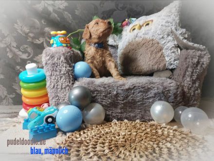 Zuckersüße Goldendoodlewelpen suchen liebevolles Zuhause!