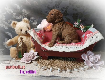 Zuckersüße Goldendoodlewelpen suchen liebevolles Zuhause!