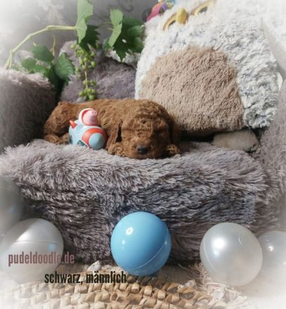 Zuckersüße Goldendoodlewelpen suchen liebevolles Zuhause!