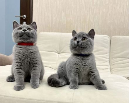 Britische Kurzhaar-Kätzchen