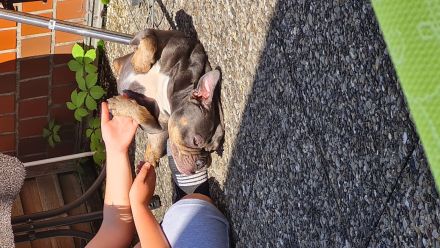 Old english bulldog sucht neues Zuhause