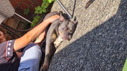 Old english bulldog sucht neues Zuhause