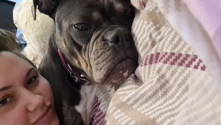 Old english bulldog sucht neues Zuhause