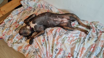 Old english bulldog sucht neues Zuhause