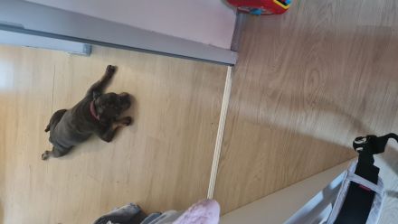 Old english bulldog sucht neues Zuhause