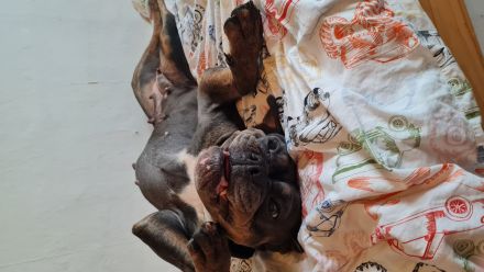 Old english bulldog sucht neues Zuhause