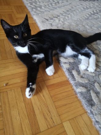 Freigänger Kitten - Maine Coon / EKh Mix