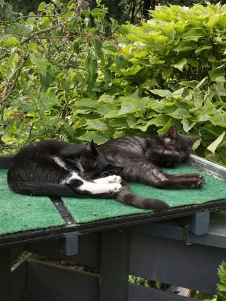 Freigänger Kitten - Maine Coon / EKh Mix
