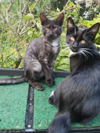 Freigänger Kitten - Maine Coon / EKh Mix