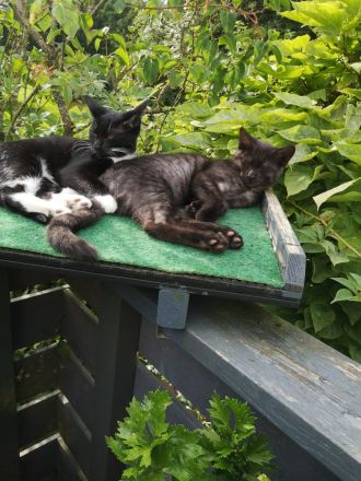 Freigänger Kitten - Maine Coon / EKh Mix