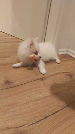 Zwergspitz pomeranian