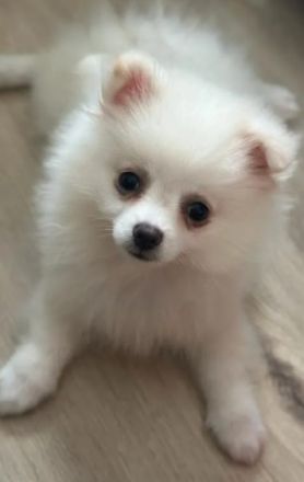 Zwergspitz pomeranian