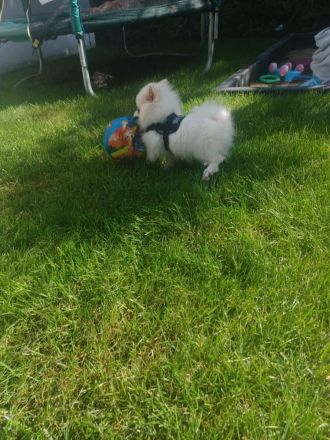 Zwergspitz pomeranian