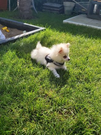 Zwergspitz pomeranian