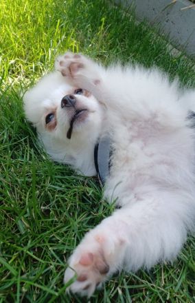 Zwergspitz pomeranian