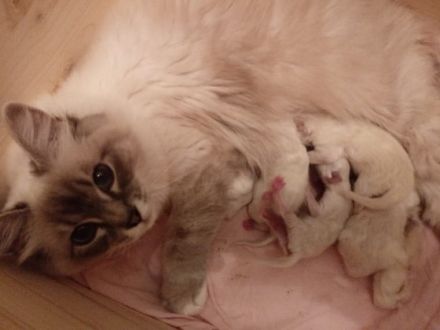 Bildhübsche Ragdoll Kitten suchen neues Zuhause auf Lebenszeit...