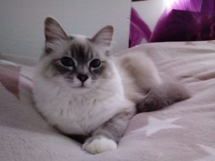 Bildhübsche Ragdoll Kitten suchen neues Zuhause auf Lebenszeit...